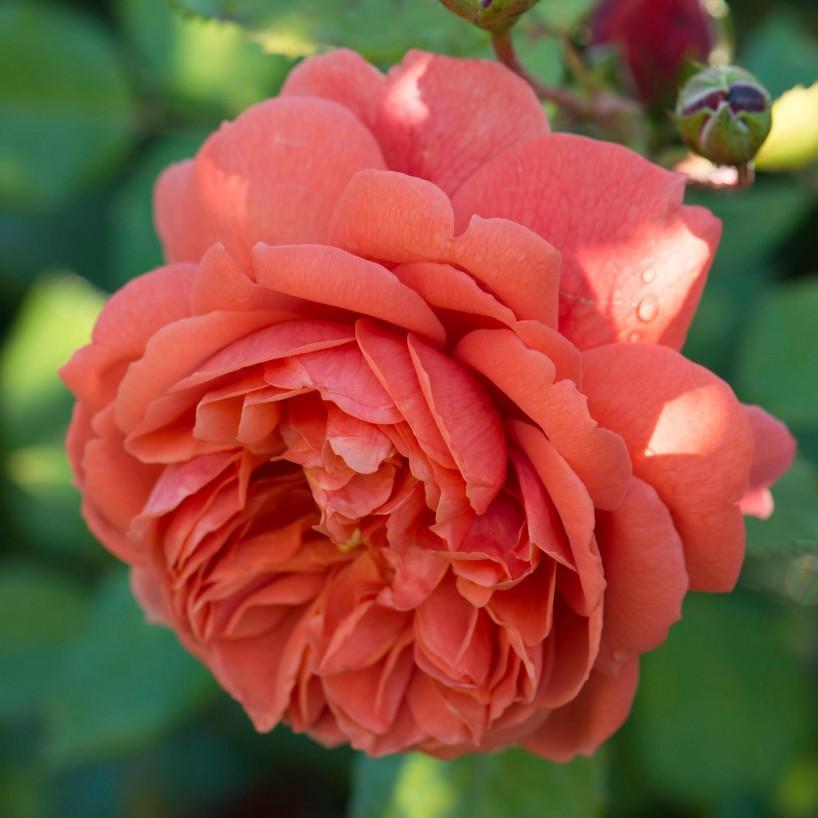 Download 'Summer Song' 80cm Standard Rose (Grade 2) - Walkers Nurseries