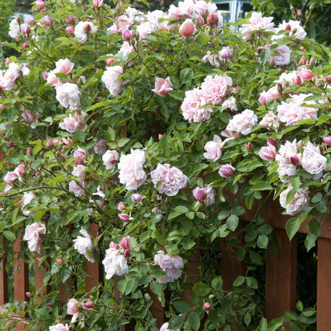 'Albertine' Rambler Rose – Walkers Nurseries