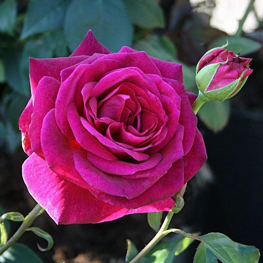 BLACKBERRY NIP роза