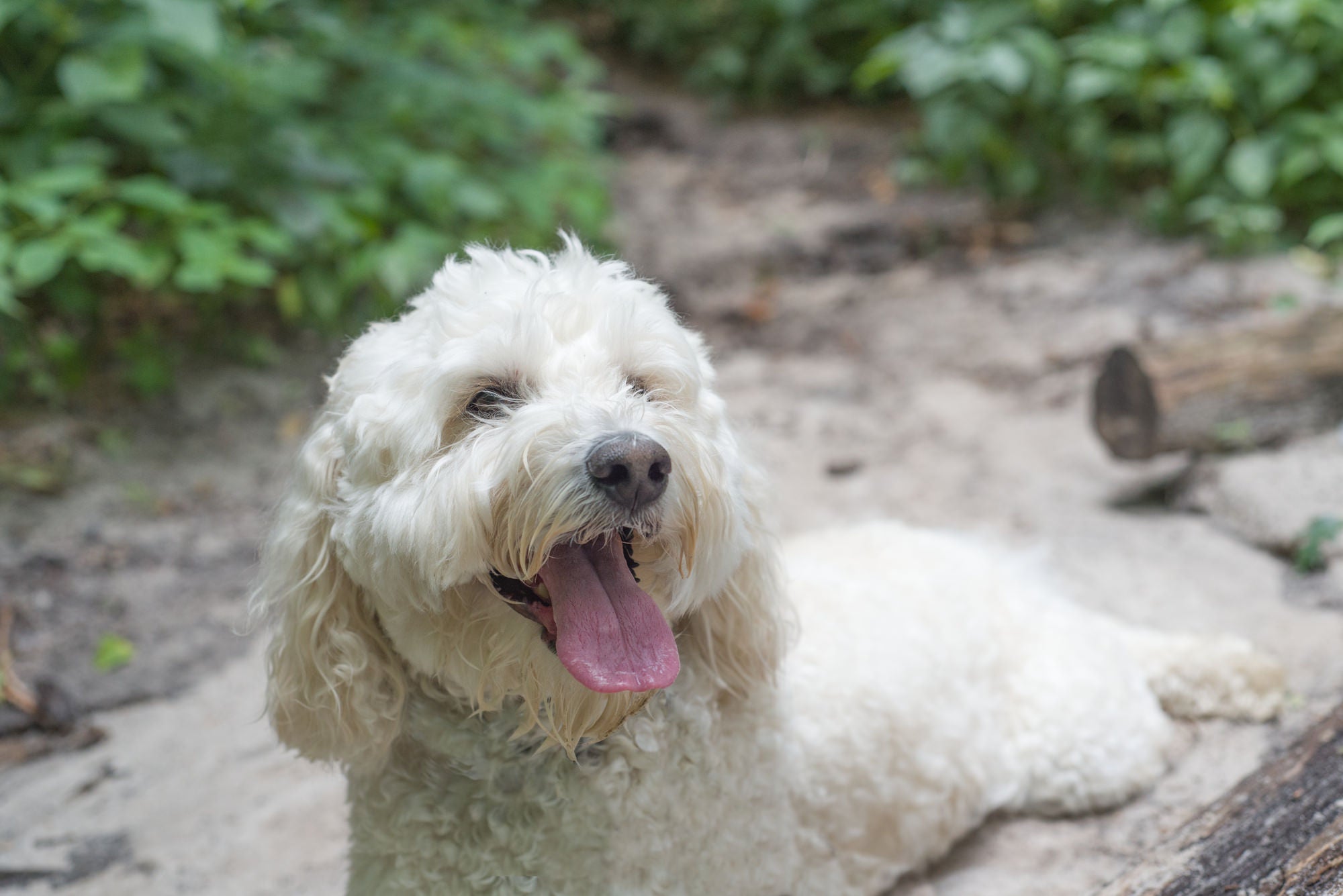 Labradoodle Gifts Every Dog Owner Would 