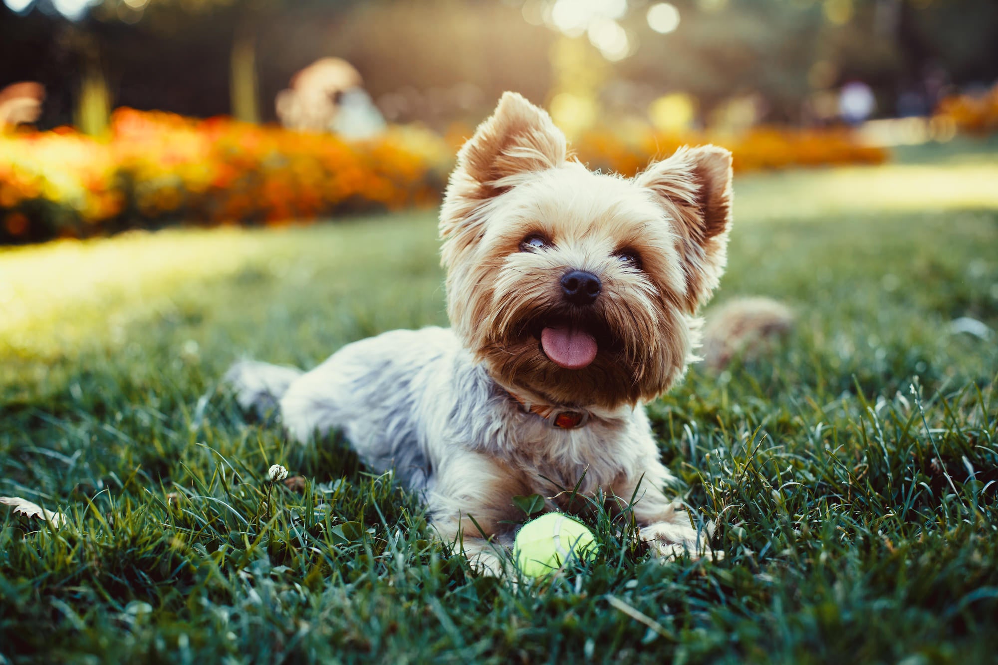 tiny hypoallergenic dogs