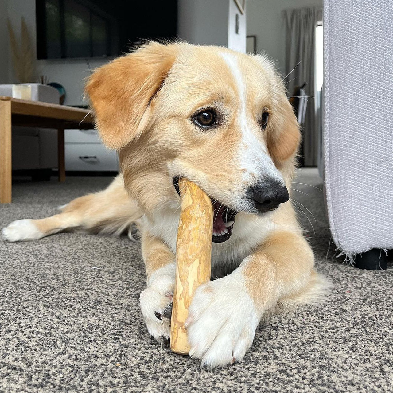 are wood dog chews safe