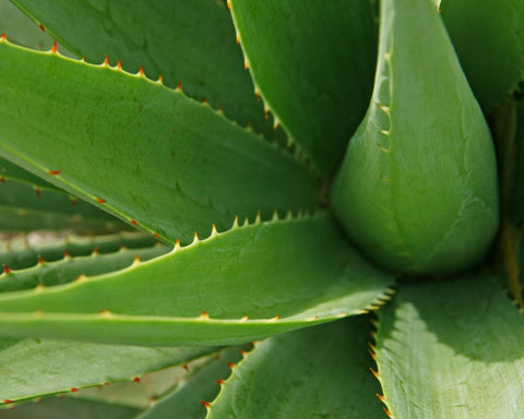 Feuille d'aloe vera