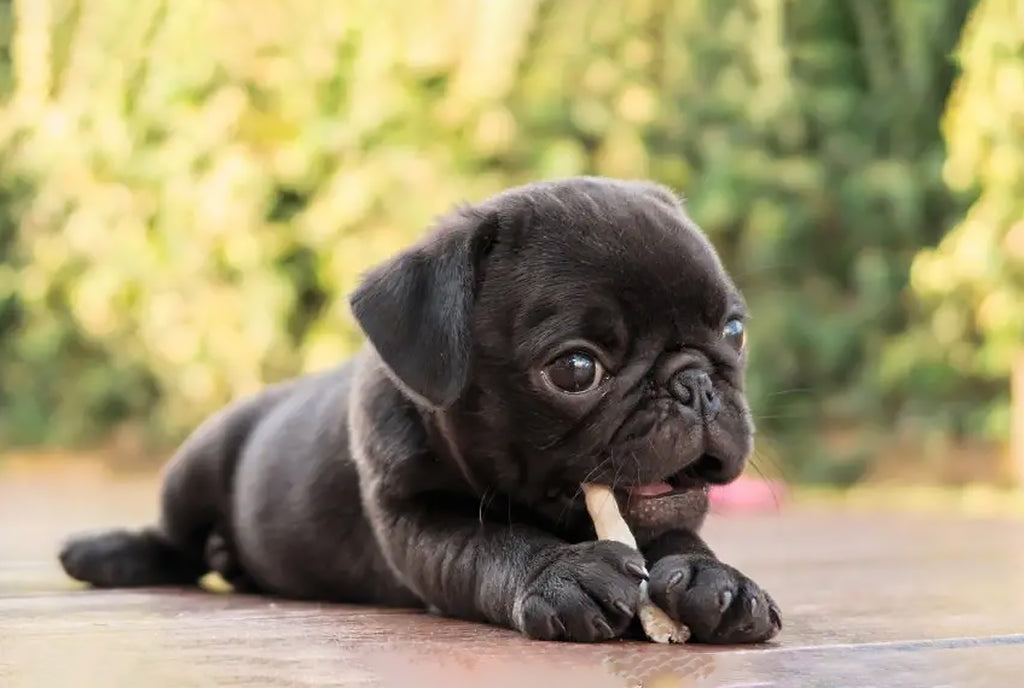 Frug: Frenchie and Pug Mix