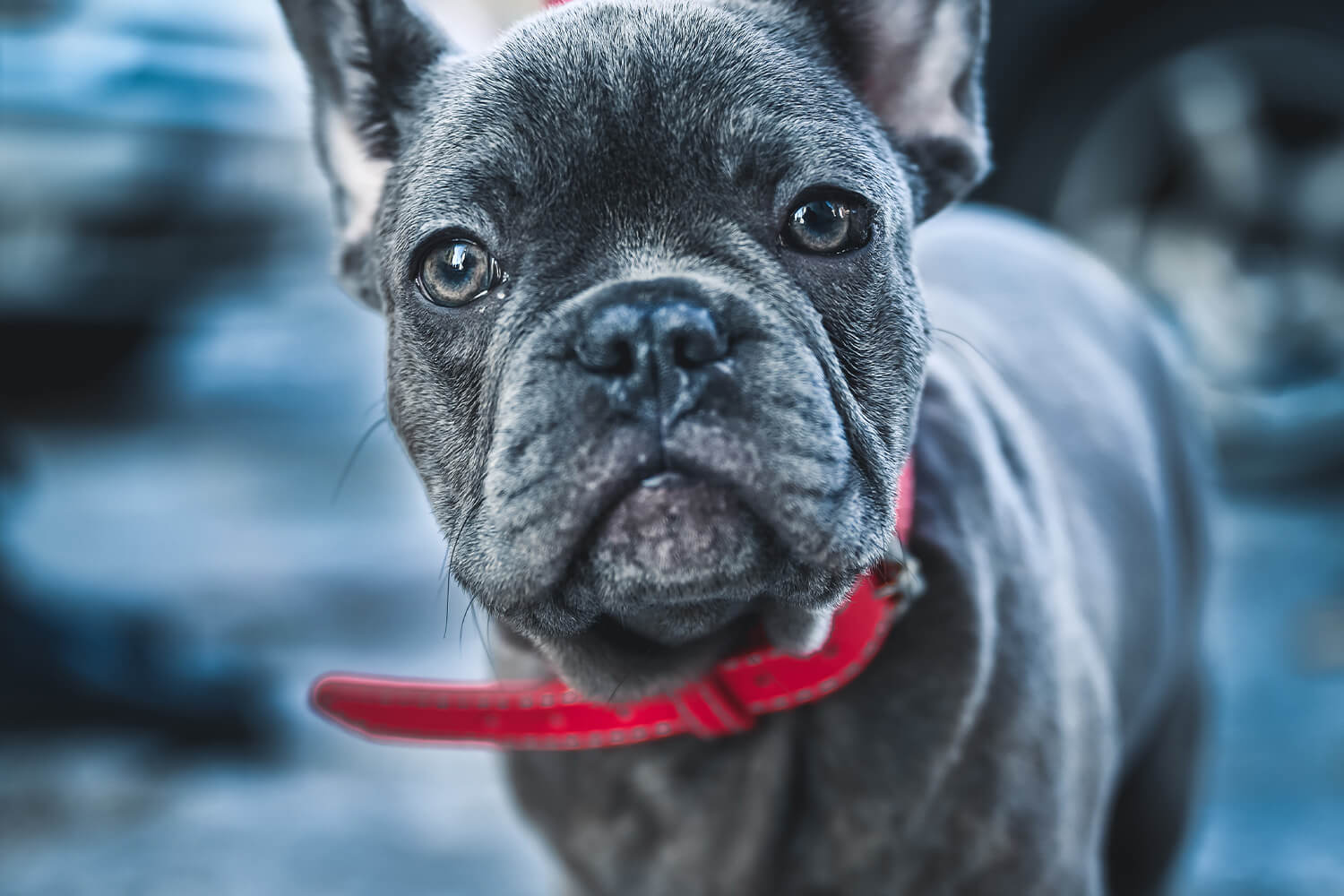 Blue French bulldog puppy wearing contrast red leather collar