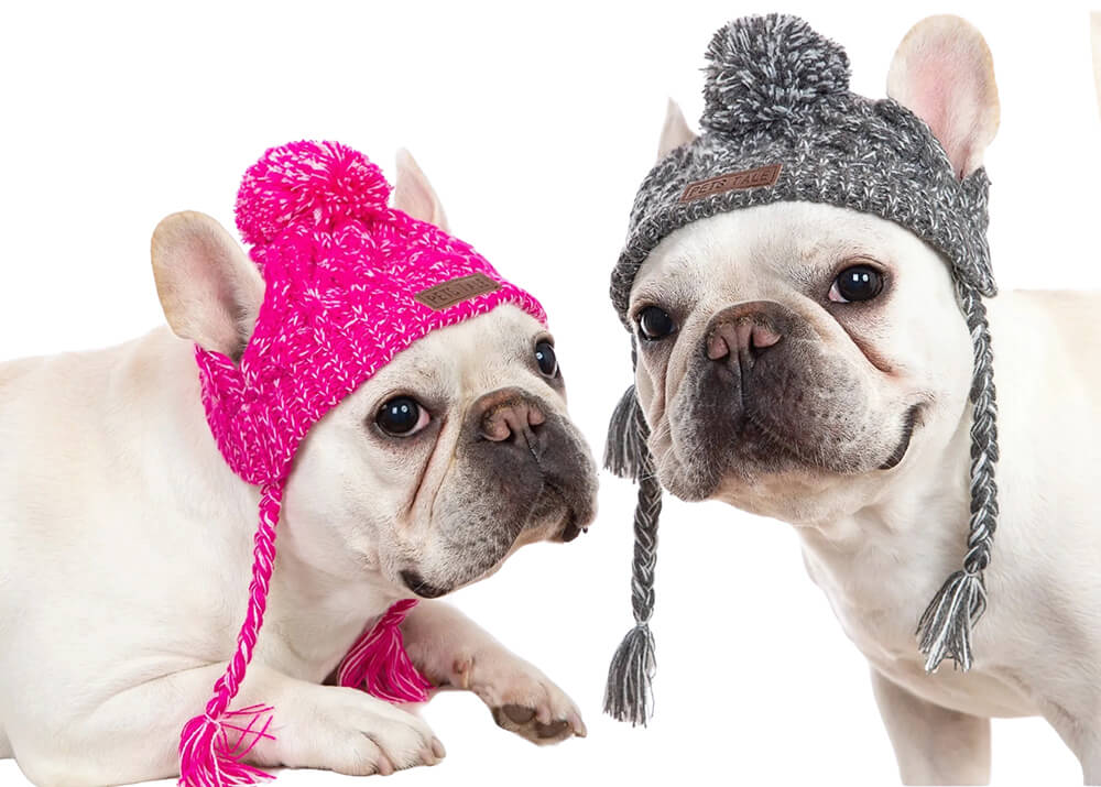 Two cream French bulldogs wearing ppink and gray knitted dog beanies