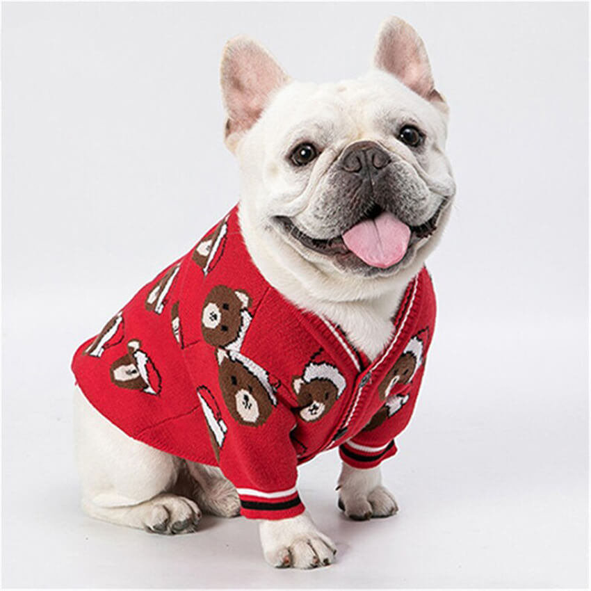 White French Bulldog wearing red Christmas cardigan.