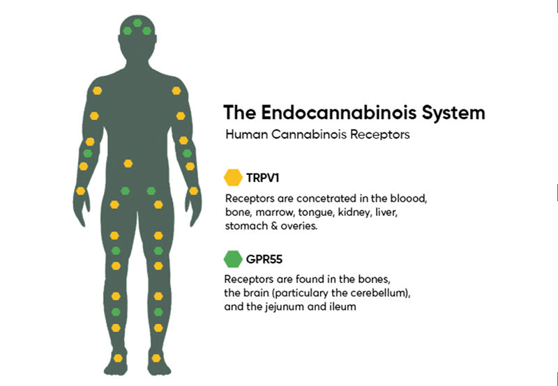 The endocannabinoid system