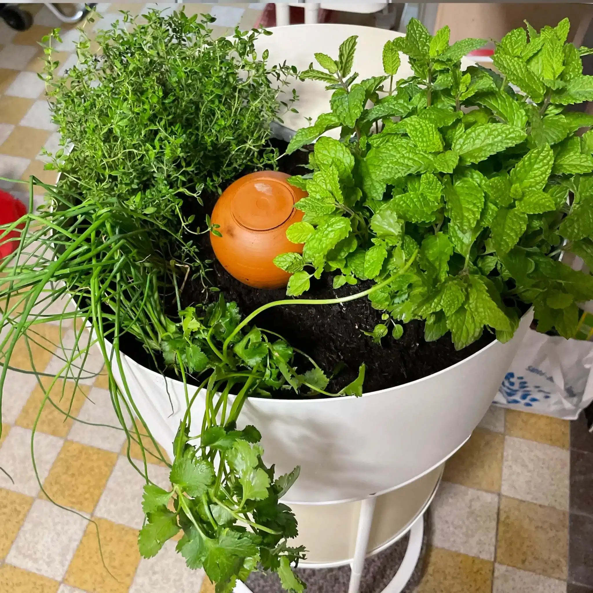 Néma avec des plantes aromatiques qui débordent du pot avec le titre "Un mois de mars qui bourgeonne"