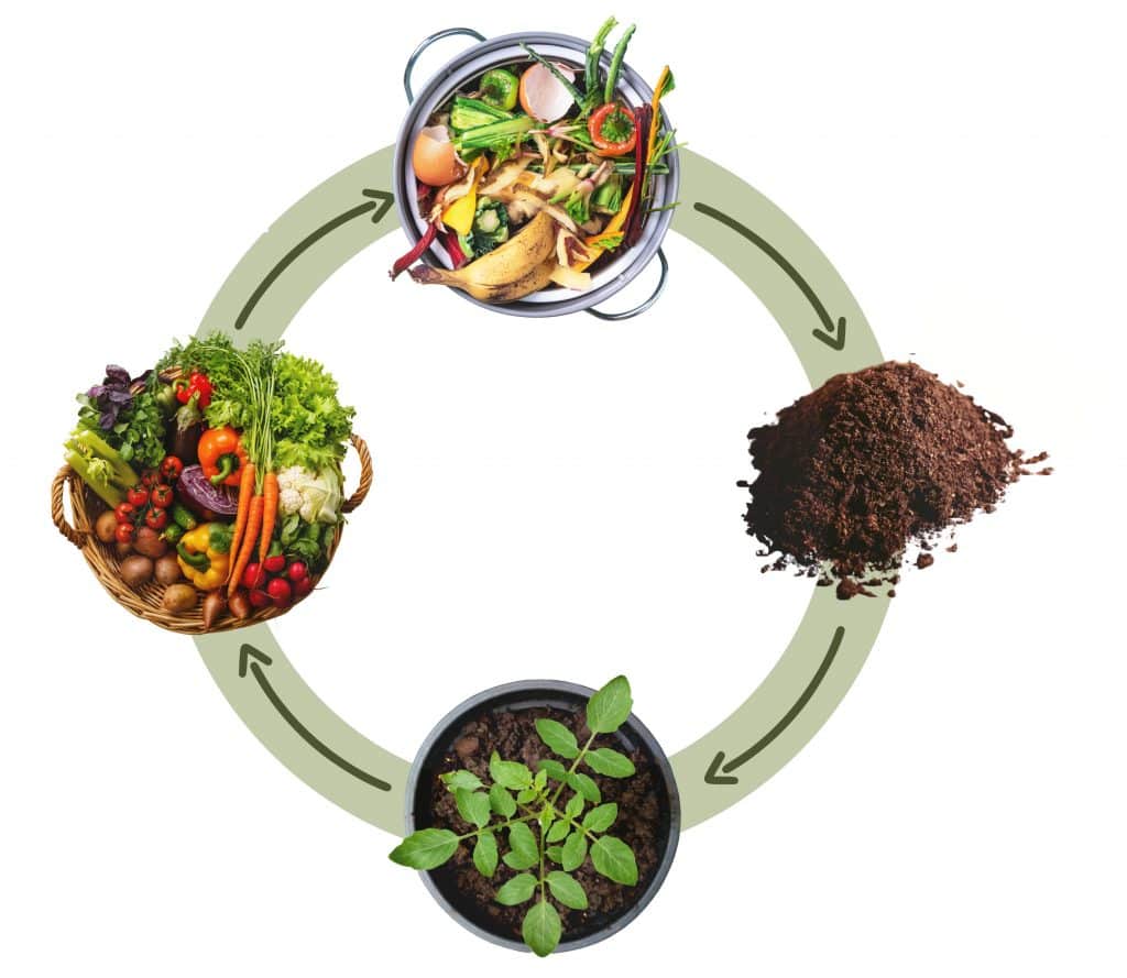 Le cycle de vie du lombricompostage commence avec vos biodéchets.