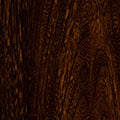 Elm Golden Brown