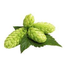 Hops IMG.png__PID:84560ce6-7673-4578-992c-40ae20180888