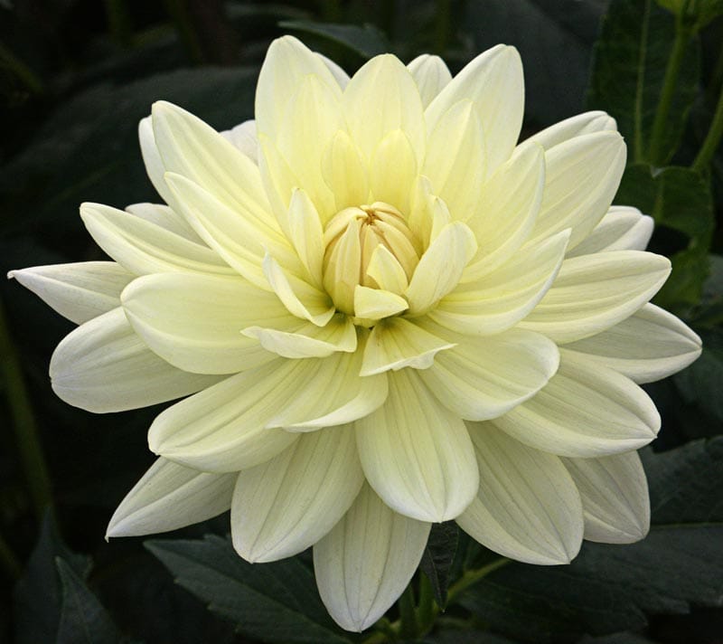 Dahlia Cameo variety sample image that Raleigh supplied