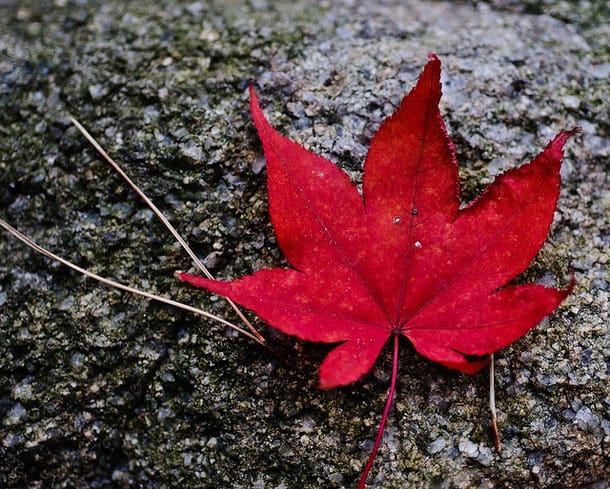 korean red maple leaf