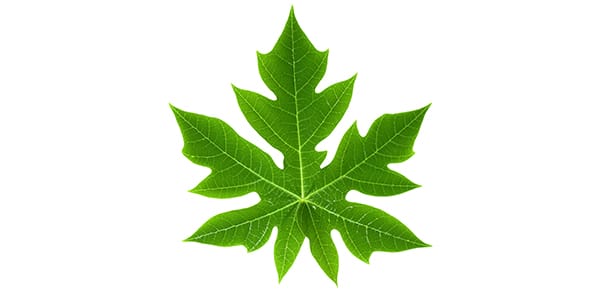 Hawaiian papaya leaf