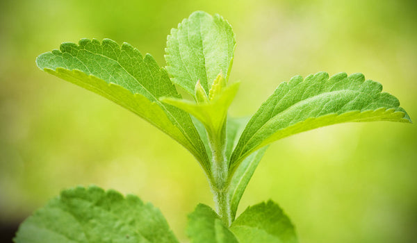 stevia naturligt sødemiddel kommer fra planten stevia rebaudiana