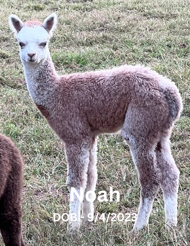 Cape County Alpacas Noah