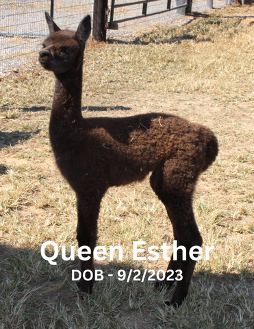 Cape County Alpaca Queen Esther