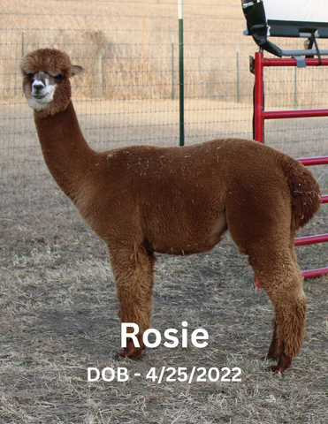 Cape County Alpacas Rosie