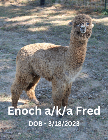 Cape County Alpacas Enoch