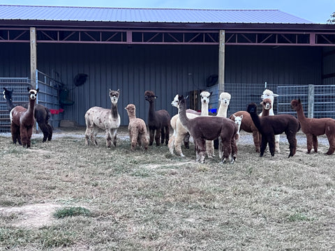 Cape County Alpacas Herd, A group of charming alpacas in their natural habitat