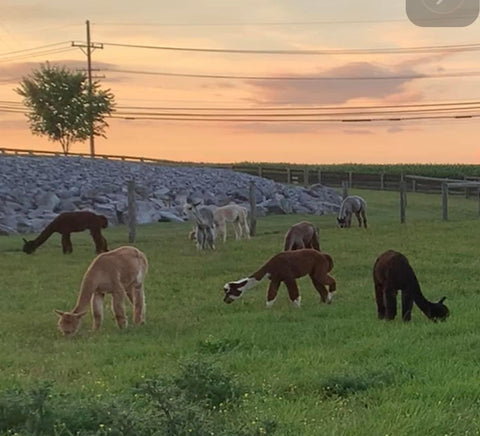 Alpacas enjoying a peaceful pasture