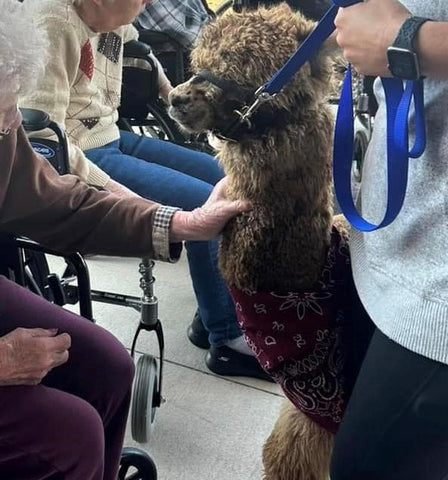 Perryville Missouri Alpaca Nursing Home Visit