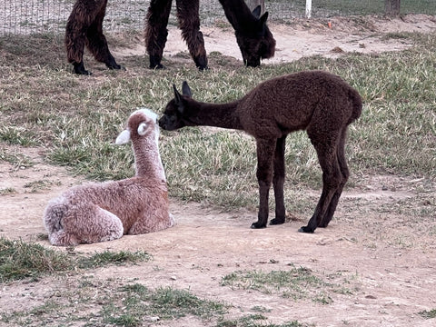 Alpaca Crias - Noah and Queen, Curious alpacas exploring their surroundings