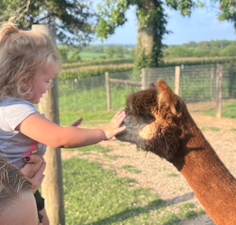 Memorable alpaca farm visit for individuals and groups