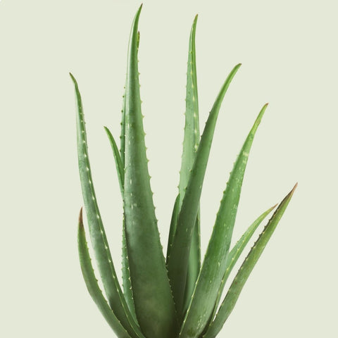 A close-up of a green aloe vera leaf with spiky edges.