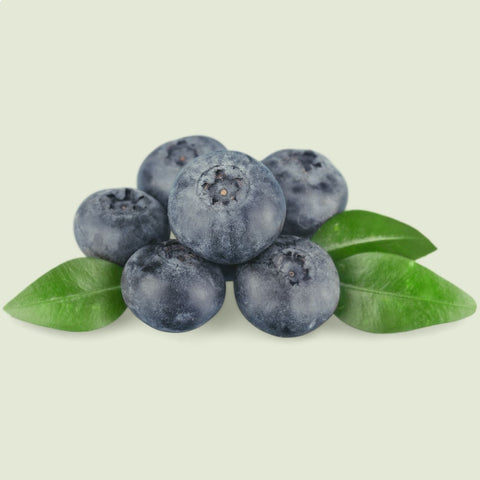 A close-up of a cluster of ripe blueberries on a branch.