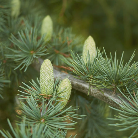 Close-up view of the rich, green-toned Cedrus Atlantica Wood"