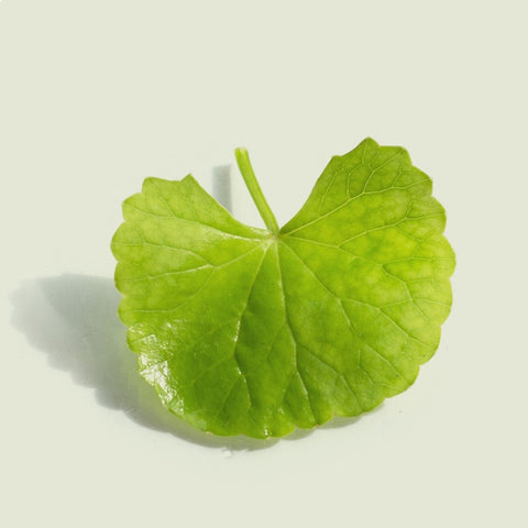 Close-up shot of a beautifully shaped Gotu Kola leaf, showcasing its vibrant green color, intricate vein patterns, and unique shape.