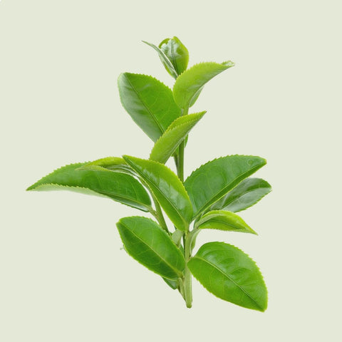 A single, fresh green tea leaf on a stem, captured in high detail against a crisp white studio background. The leaf's vibrant color and texture are prominently displayed.