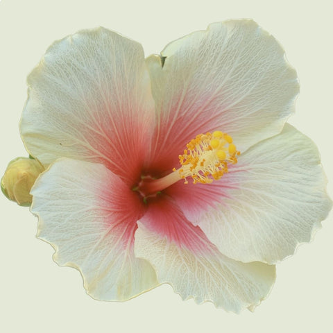 Close-up view of a vibrant hibiscus flower in full bloom, showcasing its vivid petals and prominent stamen