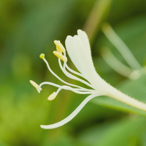 Close-up image of a vibrant honeysuckle flower in full bloom, showcasing its intricate petals and radiant color against a soothing green nature background.
