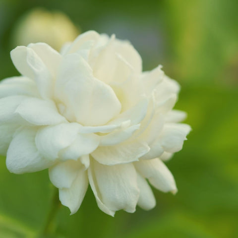 Close-up view of a delicate jasmine flower in full bloom, with its intricate white petals and yellow center vividly captured