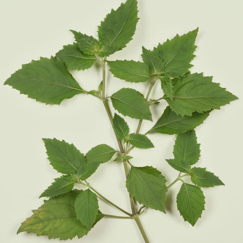 Image of a fresh stem of patchouli leaves against a stark white background. The vibrant green leaves are in sharp contrast with the background, highlighting their unique shape and texture.