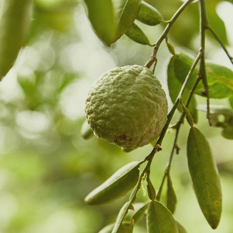 Close-up image of a Petitgrain, hanging from its tree. The fruit's vibrant green color and unique texture are clearly visible against the backdrop of the leafy branches of its tree.
