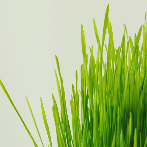 A close-up image of fresh, vibrant green wheatgrass against a neutral background.