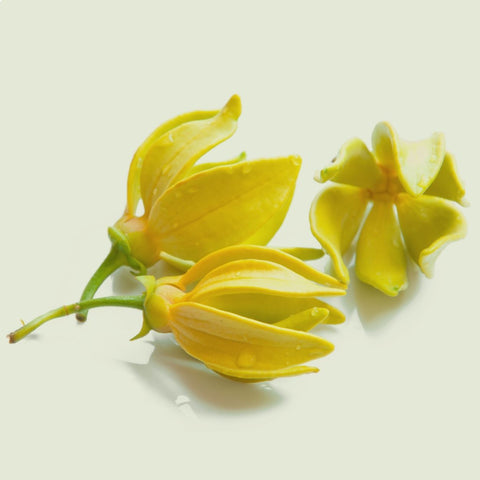 A close-up image of fresh, beautiful ylang-ylang flowers in vibrant yellow color.