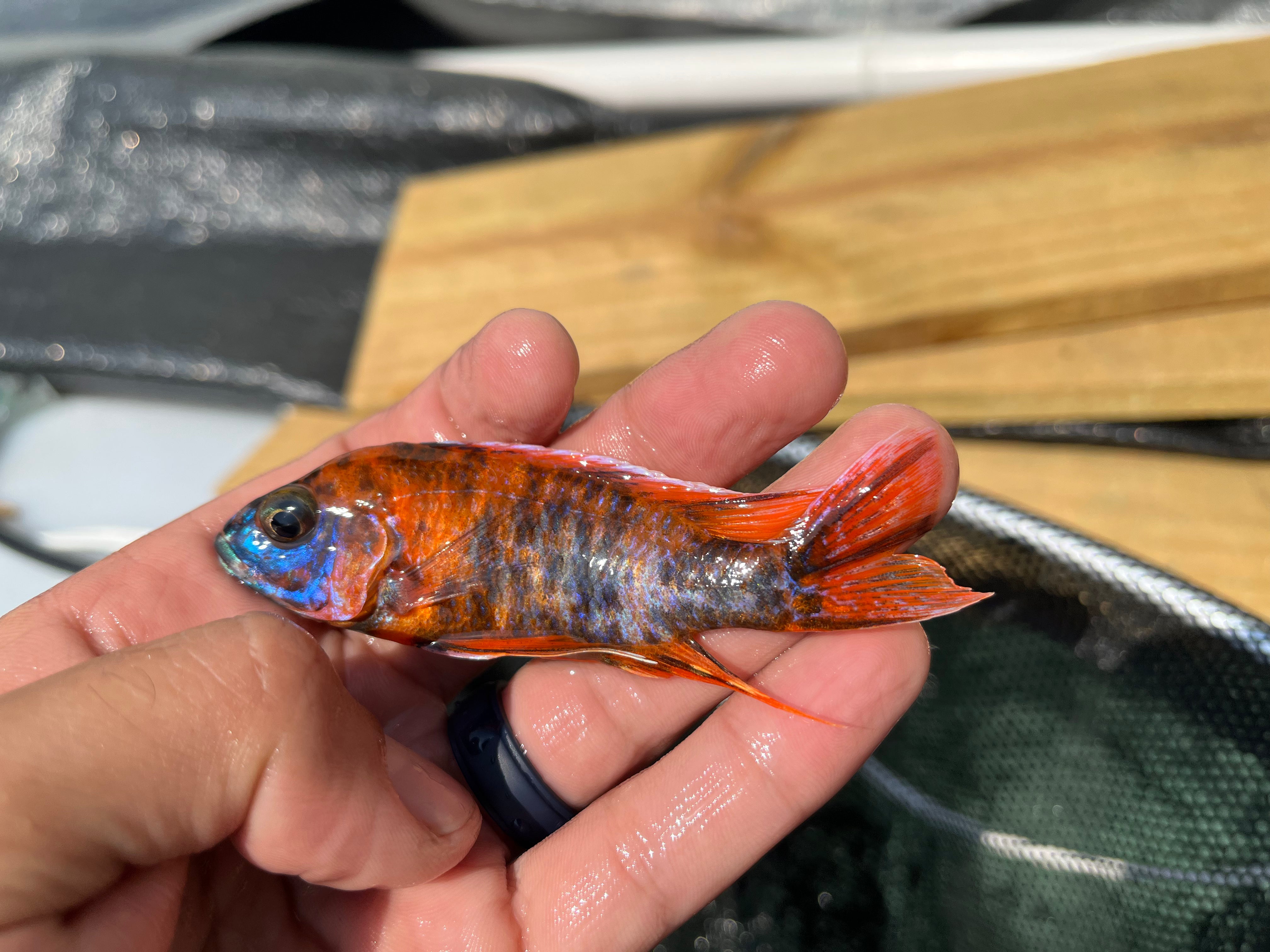 Eureka Red OB (Aulonocara Eureka Red OB) German Import