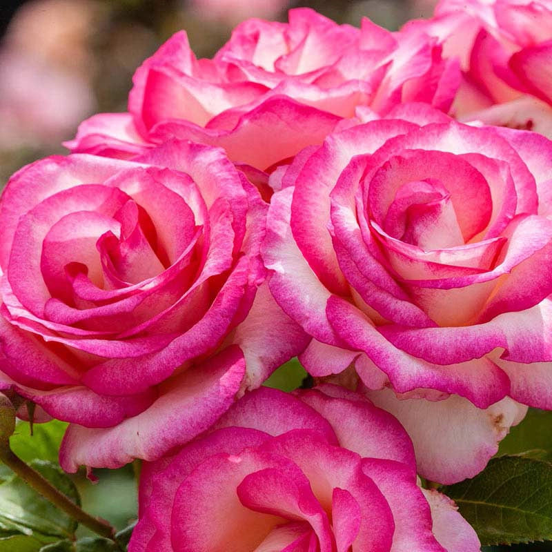 Twilight Zone Grandiflora Rose, Jumbo Roses