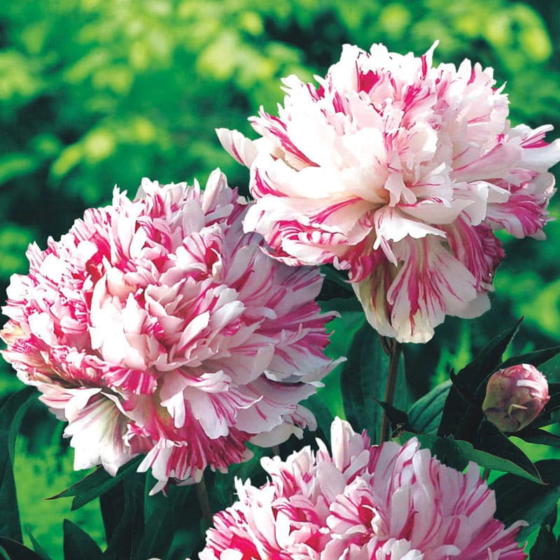 Bouquet Builders Peony Collection | Spring Hill – Spring Hill Nursery