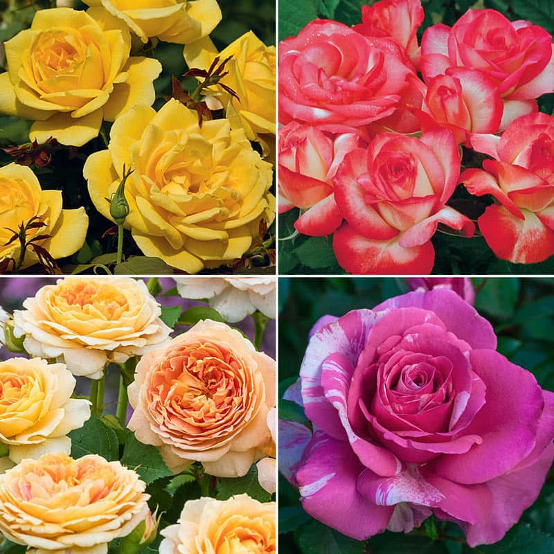 Strike it Rich® Rose — Green Acres Nursery & Supply