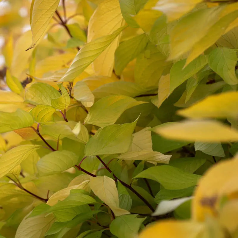 First Flame Maple Tree - Pacific Rim Maples