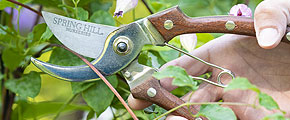 Myth: Pruning harm Clematis