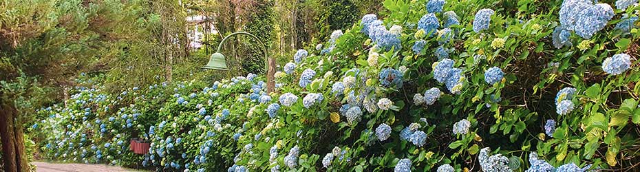 Hydrangeas as Hedge Plants