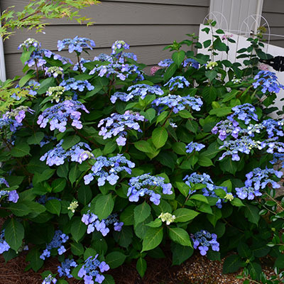 Twist N Shout Hydrangea