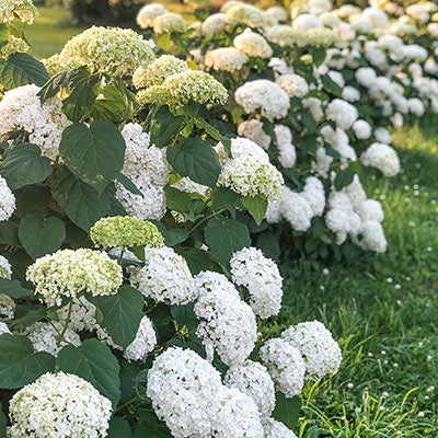 Annabelle or Arborescens Hydrangeas